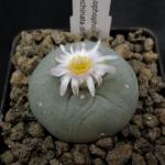 Купить Семена Lophophora echinata var. diffusa