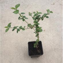 Купить черенок Sida Cordifolia (Bala)