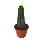 Купить Живой кактус Peruvian Torch (Кактус Перувиан Торч, Trichocereus peruvianus)