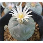 Купить Кактус пейот лофофора (Lophophora frici) 150 грамм
