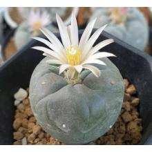 Купить Кактус пейот лофофора (Lophophora frici) 150 грамм