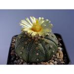 Купить Семена Astrophytum asterias