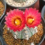 Купить Семена Astrophytum asterias var. Rote Bluete