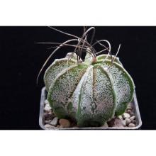 Купить Семена Astrophytum capricorne v. major x