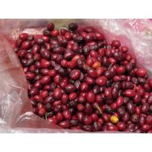 Купить Семена Коки (Truxillense Coca Seeds) 15 Штук