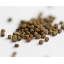 Купить семена Силена Капенсис, Silene Capensis ( Silene undulata, Корень сновидений)