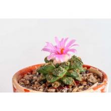 Купить Семена Ariocarpus lloydii 2.0